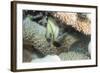 Reticulated Dascyllus (Dascyllus Reticulans), Queensland, Australia, Pacific-Louise Murray-Framed Photographic Print