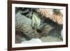 Reticulated Dascyllus (Dascyllus Reticulans), Queensland, Australia, Pacific-Louise Murray-Framed Photographic Print