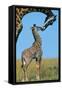 Reticulated Giraffe Adult with Young-null-Framed Stretched Canvas