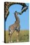 Reticulated Giraffe Adult with Young-null-Stretched Canvas