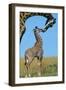 Reticulated Giraffe Adult with Young-null-Framed Photographic Print