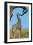 Reticulated Giraffe Adult with Young-null-Framed Photographic Print