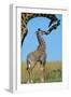 Reticulated Giraffe Adult with Young-null-Framed Photographic Print