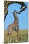 Reticulated Giraffe Adult with Young-null-Mounted Photographic Print