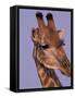 Reticulated Giraffe and Oxpeckers, Ngamiland, Okavango Delta, Botswana-Art Wolfe-Framed Stretched Canvas