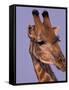 Reticulated Giraffe and Oxpeckers, Ngamiland, Okavango Delta, Botswana-Art Wolfe-Framed Stretched Canvas