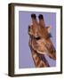 Reticulated Giraffe and Oxpeckers, Ngamiland, Okavango Delta, Botswana-Art Wolfe-Framed Photographic Print