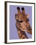 Reticulated Giraffe and Oxpeckers, Ngamiland, Okavango Delta, Botswana-Art Wolfe-Framed Photographic Print