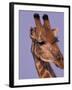 Reticulated Giraffe and Oxpeckers, Ngamiland, Okavango Delta, Botswana-Art Wolfe-Framed Photographic Print