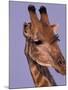 Reticulated Giraffe and Oxpeckers, Ngamiland, Okavango Delta, Botswana-Art Wolfe-Mounted Photographic Print