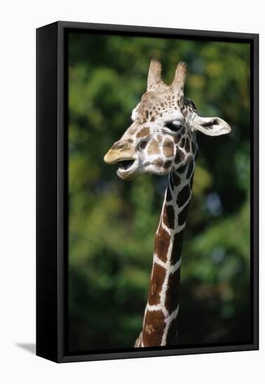 Reticulated Giraffe at Detroit Zoo-Darrell Gulin-Framed Stretched Canvas