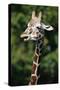 Reticulated Giraffe at Detroit Zoo-Darrell Gulin-Stretched Canvas