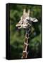 Reticulated Giraffe at Detroit Zoo-Darrell Gulin-Framed Stretched Canvas