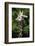 Reticulated Giraffe at Detroit Zoo-Darrell Gulin-Framed Photographic Print