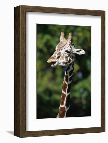 Reticulated Giraffe at Detroit Zoo-Darrell Gulin-Framed Photographic Print