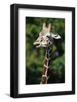 Reticulated Giraffe at Detroit Zoo-Darrell Gulin-Framed Photographic Print