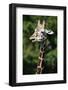 Reticulated Giraffe at Detroit Zoo-Darrell Gulin-Framed Photographic Print