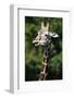 Reticulated Giraffe at Detroit Zoo-Darrell Gulin-Framed Photographic Print