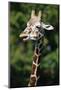 Reticulated Giraffe at Detroit Zoo-Darrell Gulin-Mounted Photographic Print