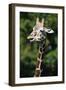 Reticulated Giraffe at Detroit Zoo-Darrell Gulin-Framed Photographic Print