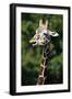 Reticulated Giraffe at Detroit Zoo-Darrell Gulin-Framed Photographic Print