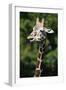 Reticulated Giraffe at Detroit Zoo-Darrell Gulin-Framed Photographic Print