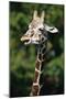 Reticulated Giraffe at Detroit Zoo-Darrell Gulin-Mounted Photographic Print