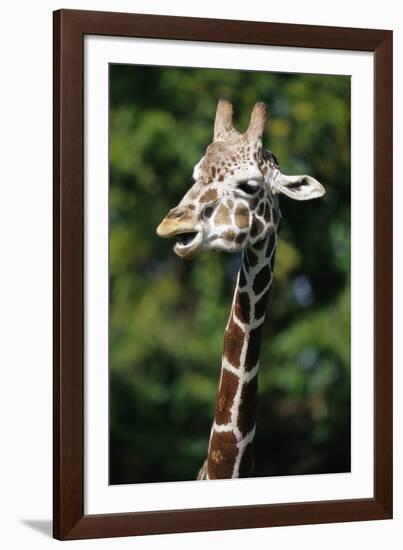 Reticulated Giraffe at Detroit Zoo-Darrell Gulin-Framed Photographic Print