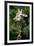 Reticulated Giraffe at Detroit Zoo-Darrell Gulin-Framed Photographic Print