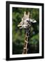 Reticulated Giraffe at Detroit Zoo-Darrell Gulin-Framed Photographic Print