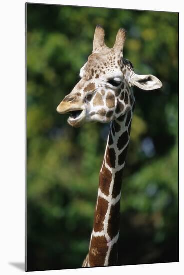 Reticulated Giraffe at Detroit Zoo-Darrell Gulin-Mounted Photographic Print