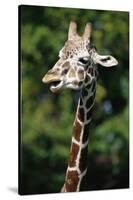 Reticulated Giraffe at Detroit Zoo-Darrell Gulin-Stretched Canvas