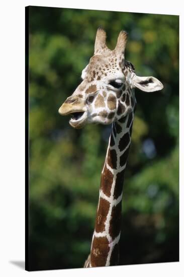 Reticulated Giraffe at Detroit Zoo-Darrell Gulin-Stretched Canvas