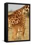 Reticulated Giraffe Baby-null-Framed Stretched Canvas