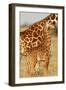 Reticulated Giraffe Baby-null-Framed Photographic Print