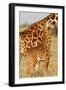 Reticulated Giraffe Baby-null-Framed Photographic Print