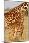 Reticulated Giraffe Baby-null-Mounted Photographic Print