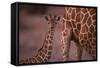 Reticulated Giraffe Calf-DLILLC-Framed Stretched Canvas