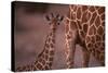 Reticulated Giraffe Calf-DLILLC-Stretched Canvas