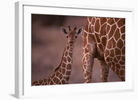 Reticulated Giraffe Calf-DLILLC-Framed Photographic Print