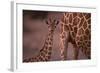 Reticulated Giraffe Calf-DLILLC-Framed Photographic Print