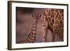 Reticulated Giraffe Calf-DLILLC-Framed Photographic Print