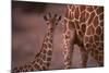 Reticulated Giraffe Calf-DLILLC-Mounted Photographic Print