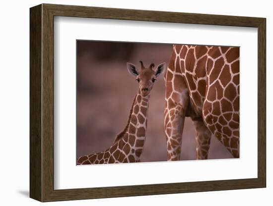 Reticulated Giraffe Calf-DLILLC-Framed Photographic Print