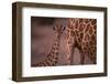 Reticulated Giraffe Calf-DLILLC-Framed Photographic Print