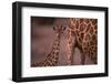 Reticulated Giraffe Calf-DLILLC-Framed Photographic Print