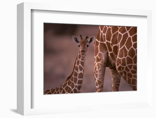 Reticulated Giraffe Calf-DLILLC-Framed Photographic Print