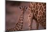 Reticulated Giraffe Calf-DLILLC-Mounted Photographic Print