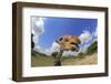 Reticulated Giraffe (Giraffa camelopardalis reticulata) adult, with tongue sticking out (Miami Zoo)-Jurgen & Christine Sohns-Framed Photographic Print