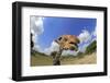 Reticulated Giraffe (Giraffa camelopardalis reticulata) adult, with tongue sticking out (Miami Zoo)-Jurgen & Christine Sohns-Framed Photographic Print